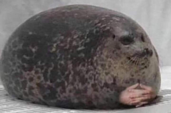 Seal that has made itself perfectly ovoid and looks rather smug, enhanced by someone who has photoshopped a pair of hands with fingers interlaced in a "just as planned" manner 