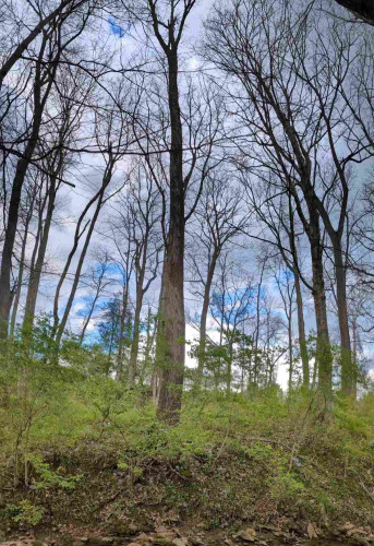 Vertical panorama of the view from the rock I was sitting on. Bush honeysuckle is everywhere, and greening up quick. There are purple phlox sprinkled hither and yon under them. Above, bare trees reach for a beautiful blue sky peeking through the last of the storm clouds.
