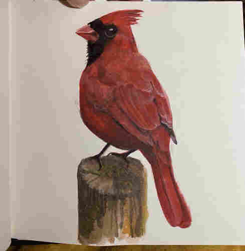 A watercolor of a red bird