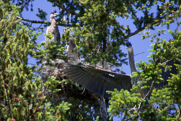 Three juvenile great blue herons in a conifer tree. Two are sitting on a twig nest and the other, on a branch on the other side of the trunk, is holding its wings very wide as if saying ‘not them, look at ME!’ All have ridiculous dark blue soft feather crests, like the hairstyle on Beaker from the Muppets. The two whose eyes we clearly see have bright yellow, very dinosaurian eyes. Their beaks, top mandible blue instead of yellow, look sort of dusty and doughy, as if formed but not yet finished. Their necks are streaky mauve, white and blue, which makes them look even messier. The attention-seeking one has his neck at full extension, which looks ridiculous.
