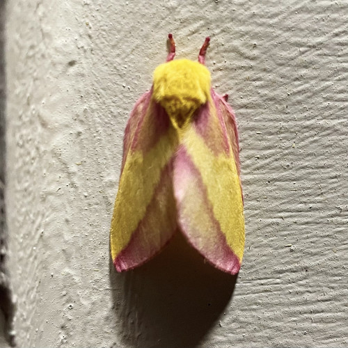 A Rosy Maple Moth with yellow and pink coloration resting on a textured surface.