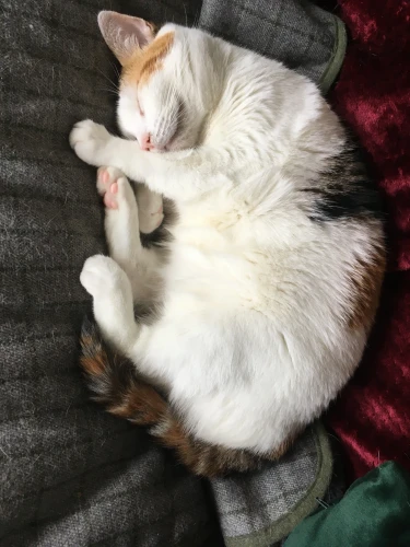 calico kitty curled up asleep on a sofa