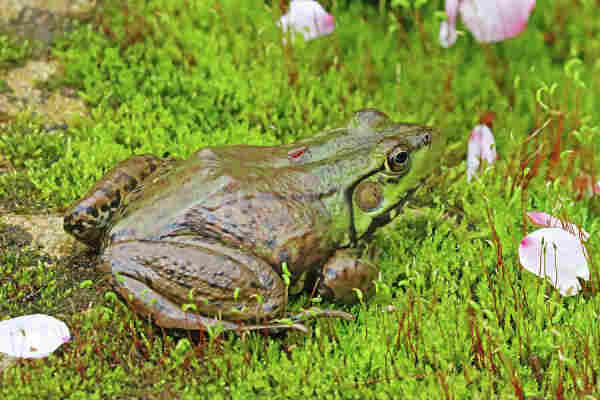 Green frog with mosquito sitting on moss with flower petals around it