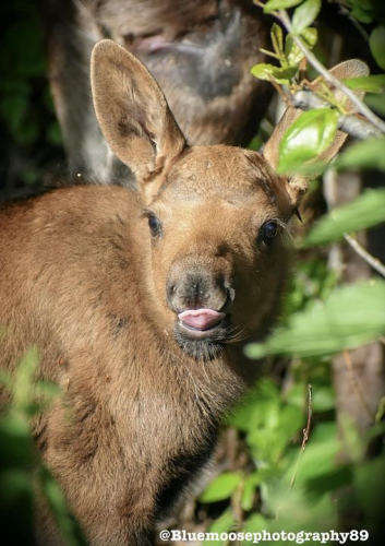 Precious moose calf with big ears and sticking her tongue out.