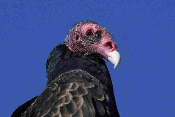A handsome turkey vulture with a white beak stares at the camera under a clear blue sky.