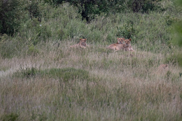 Three lions lying in the grass with a natural green backdrop, looking towards the camera.