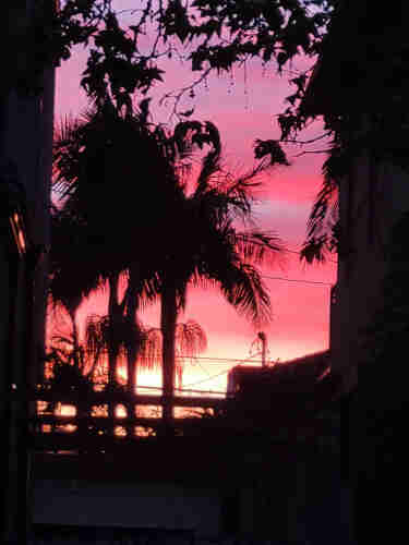 Violently pink sunset silhouetting palm trees between houses