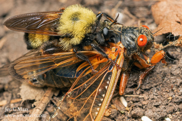A black and orange cicada with red eyes stands on the ground with a large, hairy bee-like fly on its back.