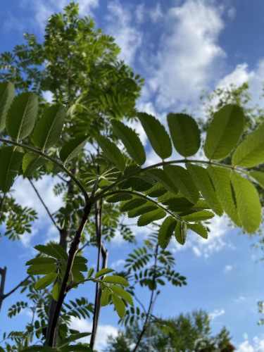 Looking up at a young sorbus tree, also known as European mountain ash or rowan-berry. It has long stems with many small leaves growing along them in pairs, kind of similar to sumac but more rounded. In the background is blue sky with some white clouds. 