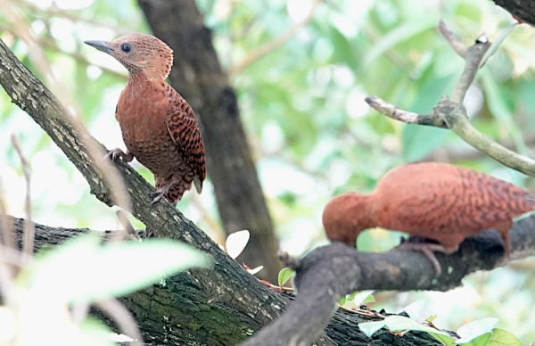 2 rufous woodpeckers looking for food in branches