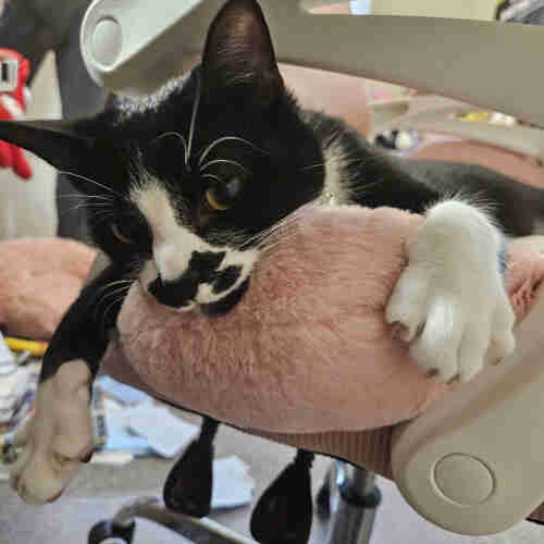 Tuxedo cat lying on a pink cushion on a desk chair. He is sticking his head out under the arm rest and his paws are gripping the cushion. He looks adorable.