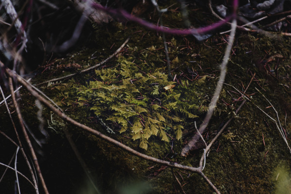 A patch of yellowish-green feather moss grows on a fallen, mossy log surrounded by twigs from brown to red. 