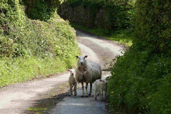 Mother and two lambs, escaped from their field and having an adventure on a narrow and empty country lane. All facing camera, lamb on right nibbling the grassy verge. High hedgerows either slide. A sunny day