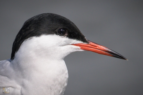 A Tern with a black cap and red beak with black tip