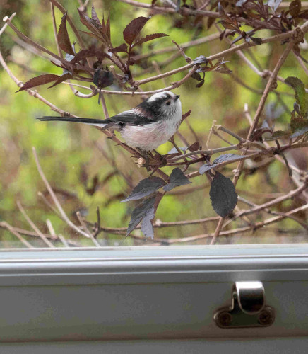 Long-tailed tit, a small insectivorous bird, black, white and pink in a bush just outside a window.