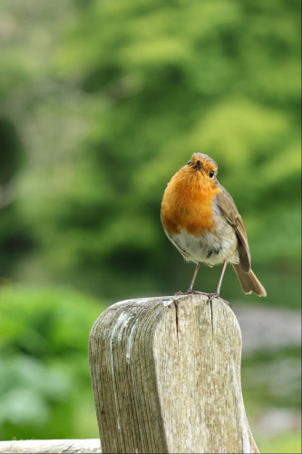 A small bird with red-orange chest, grey belly and brown wings perches on top of a rounded wooden post. Its head is cocked to one side so we can see both black eyes, but it is likely watching something either on the ground or in the air up to the left