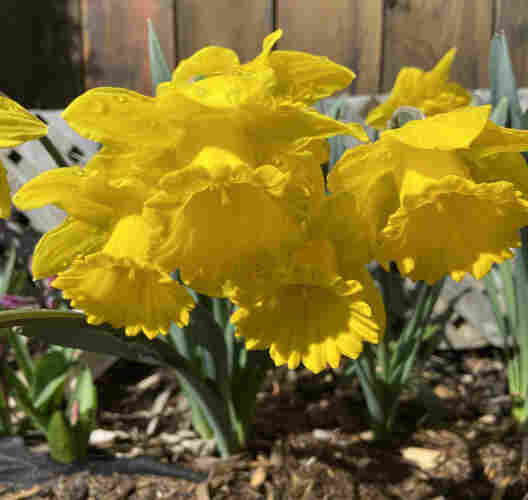 Four yellow daffodils, covered in water drops from the earlier rain and snow, but now bright in the sun. They are bending towards us - they look like they are bowing in obeisance. The base petals are wavy and the cups are frilly at the ends.