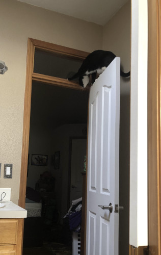 A small tuxedo cat, balancing on the top of a door and not sure how to descend. She is truly the very icon of kitten hubris.