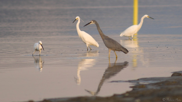 A White-faced heron and 3 white Egrets stand in the still waters by the shoreline, hunting for fish, staring intently at the water.  The still waters make rippled reflections of the birds in the foreground.