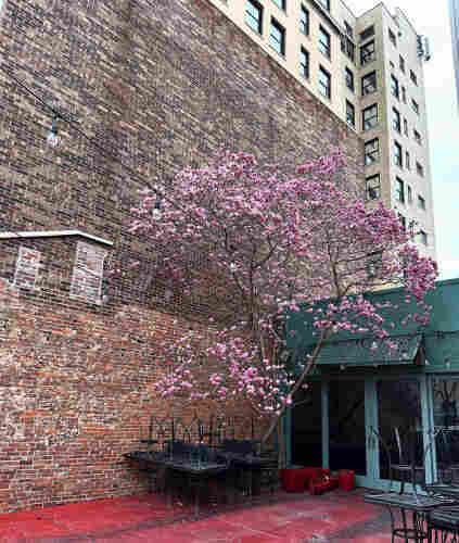 A tree in a restaurant courtyard is blushed with pink flowers. They stand next to a tall red brick wall with a taller white building the distance. The patio has red tile covering the ground. A lower green building with glass doors is on the right side of the tree. Black iron tables are stacked under the tree.