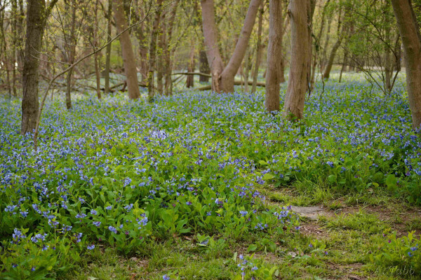 A wooded area that is carpeted with bluebells, a ~6 inch tall leafy plant with small blue flowers.