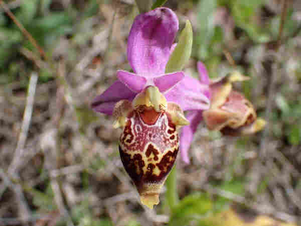 Ophrys heldreichii, a flower with deep pink sepals and upper petals and an extremely elaborate lower petal!