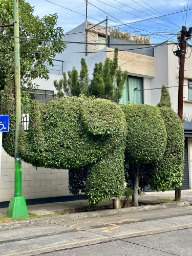 Photo of a hedge in front of a house. trimmed in the form of an elephant.

Foto einer Hecke vor einem Haus. in Form eines Elefanten getrimmt.