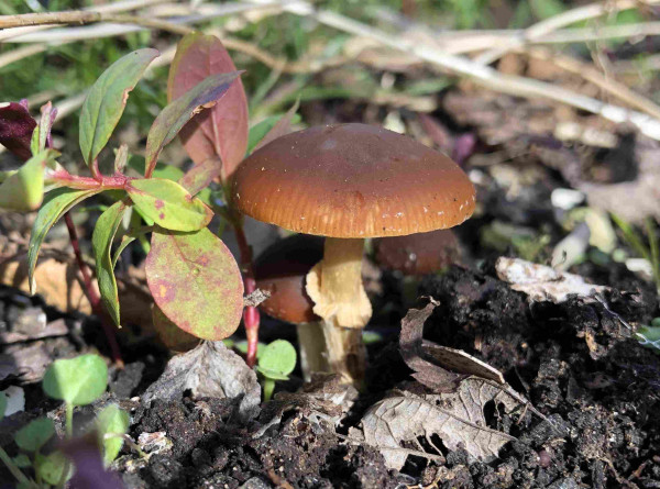 Brown capped mushroom growing from soil beside a small St John’s wort plant. The stem is pale and still has a visible ring present. 