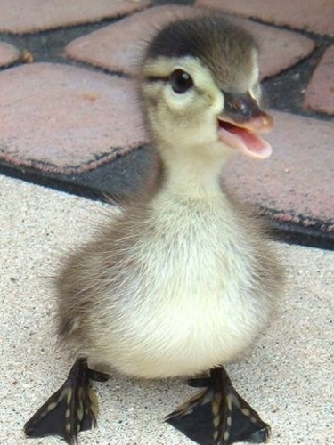 A small duck. Courtesy of Microsoft Teams.