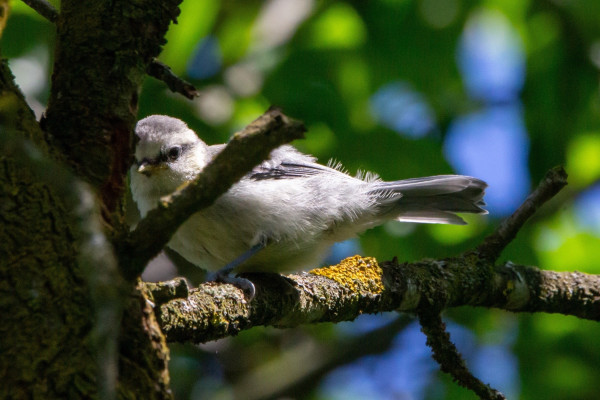 A small light-gray bird perched on a tree branch with a background of green leaves.