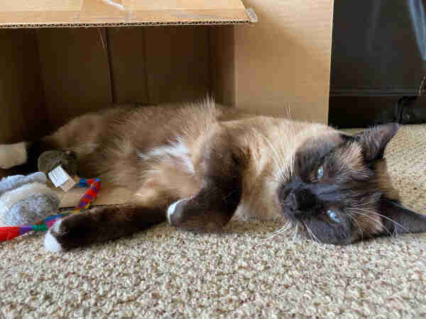Siamese cat looking very relaxed half in a box with toys 