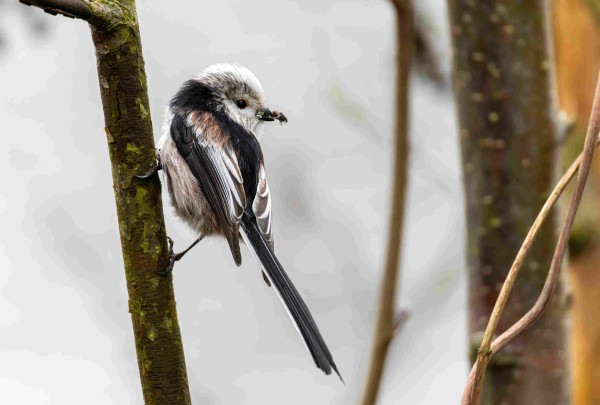 A Long-Tailed Tit hanging onto a branch photographed from behind. It has some material for building a nest in its beak. 