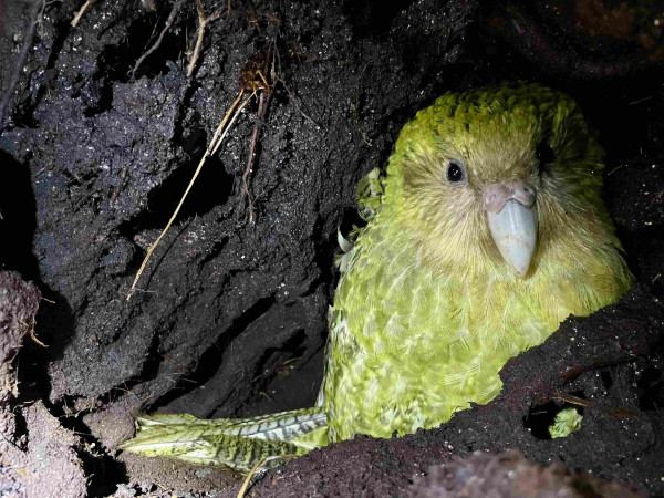 A female kākāpō roosting in a hole. Credit: Maddy Whittaker.
