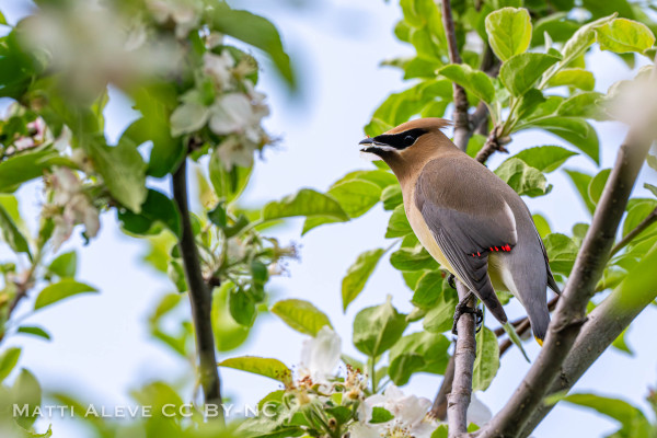 A cedar waxwing in a tree full of blooms, eating blooms.  Sitting sideways you can see the red and yellow accents at the tips of its wings and tail.
