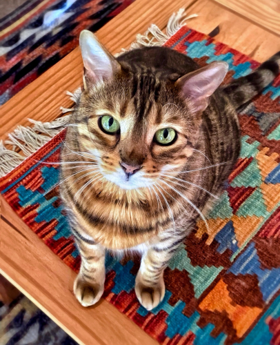 You are looking at a very colourful art edit of bengal cat Neko. He is sitting on a small kilim rug on the coffee table looking directly up making eye contact. The small rug is in the colours of warm reds, green, blue and orange which bring out the colours of his beautiful sage green eyes. 