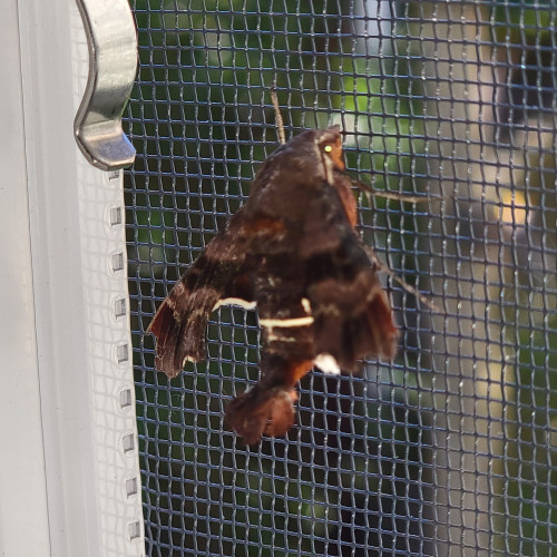 A photo of a Nessus Sphinx moth on a window screen. Its wings are outstretched, and the tip of its abdomen is raised. A tuft of scales extends from the tip, spread wide like a fan.

This moth is medium-sized, mostly mottled brown, with a darker band across the middle of its body and wings. It has a narrow stripe of flourescent yellow across the middle of its abdomen and trailing edges of its wings.