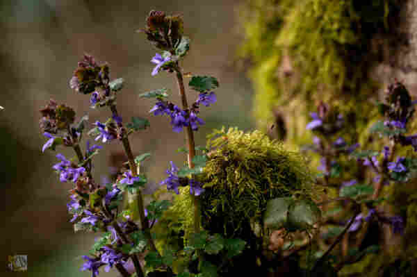 Purple flowered weeks shooting from a moss covered log