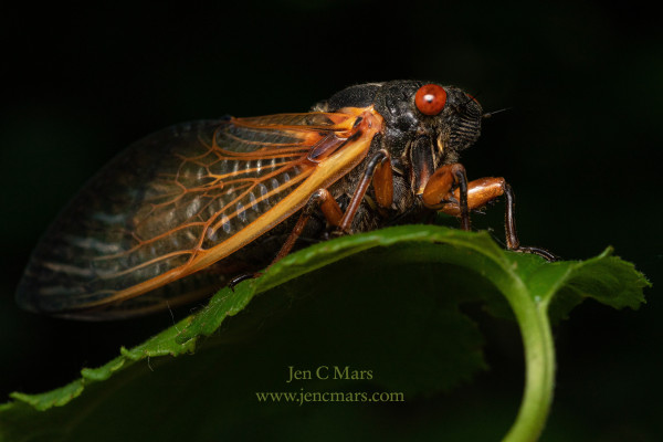 Photo of a periodical cicada standing on a curled leaf in dramatic lighting that illuminates the insect and edge of the leaf, then drops off sharply to near total darkness in the background. The cicada has a black body, orange legs and wings, red eyes, and it looks a little goofy.
