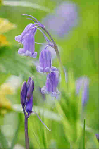 A stem of pale bluebells arches above a deeper-hued spike of unopened flowers. In the background, pale yellow and blurry purple flowers mix with out of focus grass and bluebell leaves