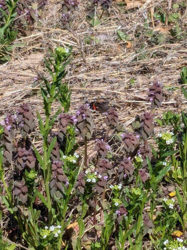 Zoomed cell phone image of a monarch butterfly (in the center) of a weed patch in a community garden field.