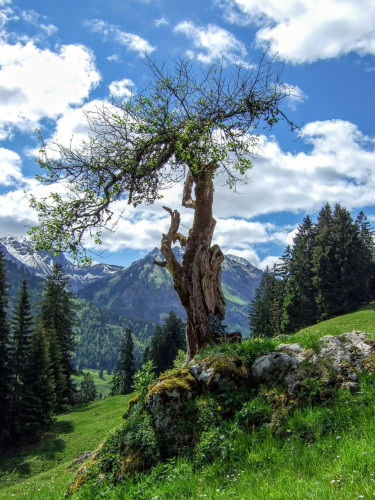 A very old, small apple tree stands alone on a stone hill in the middle of a beautiful mountain landscape. Its trunk looks fragile, brittle and splintered by the weather. Despite this, it still has green leaves in its sparse crown. In the background, green mountain meadows, dark green fir trees, high snow-capped mountains and, above all, a blue sky with cumulus clouds. 