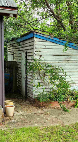 A white garden shed with a blue roof. There are plants growing on the side & a curious protrusion from between the horizontal slats of the shed wall