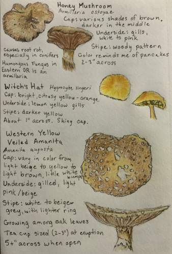 Top and side views of honey mushroom (pancake like brown with woody stipe), witch’s hat (bright yellow and shiny cap), and western yellow veiled amanita (yellow brown and bumpy cap with white/beige stipe)