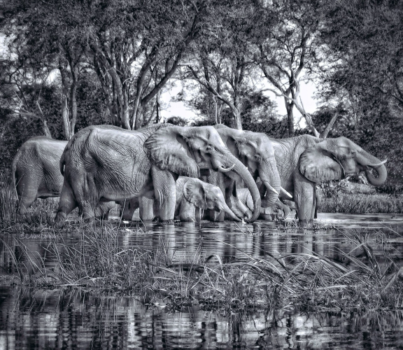 A herd of elephants, beautiful mothers and young daughters in the waters of the Okavango Delta enjoying a drink in harmony 