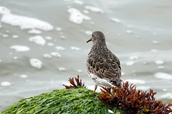 Photo of purple Sandpiper, seen on its back with beak and eye visible) standing on a piece of stone covered with green and red seaweed. 