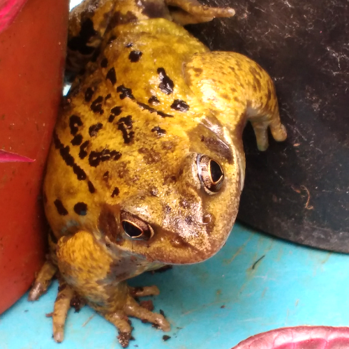 A rather chubby Common Frog squeezing through a gap between two flowerpots, photographed head-on.
