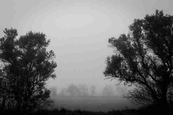 Foto en blanco y negro donde se ven árboles en un campo entre niebla.

Photo in B&W in that you can see trees in a field with fog.
