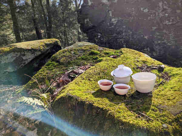 A porcelain gaiwan, pitcher, and two small teacups sitting on a moss covered rock in the sun.