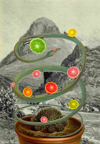 A thin green snake curled into the shape of a spring with its tail resting on a potted cactus. On its back are black and white striped snails with various citrus fruits sliced in half instead of having shells. In the background is a black and white mountain scene.