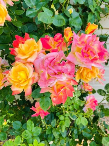 Peach, pink and yellow with white hybrid roses pictured with bright green leaves.
